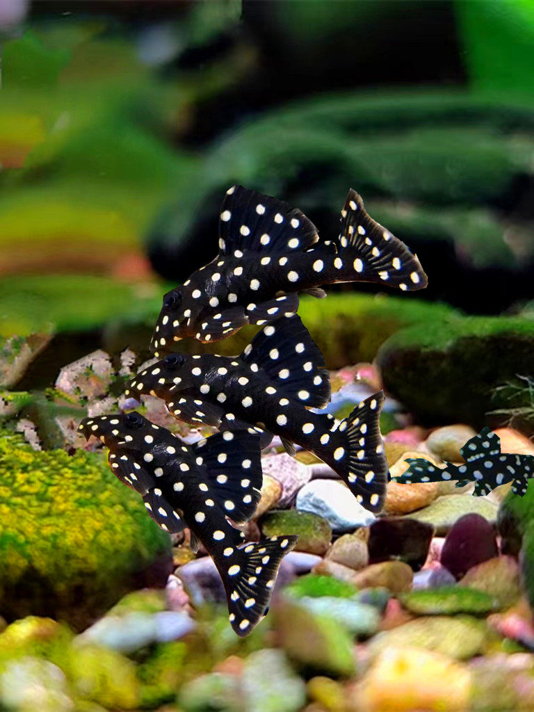 异型帝王迷宫黑白双星黄金金小丑淡水鱼工具清道鱼