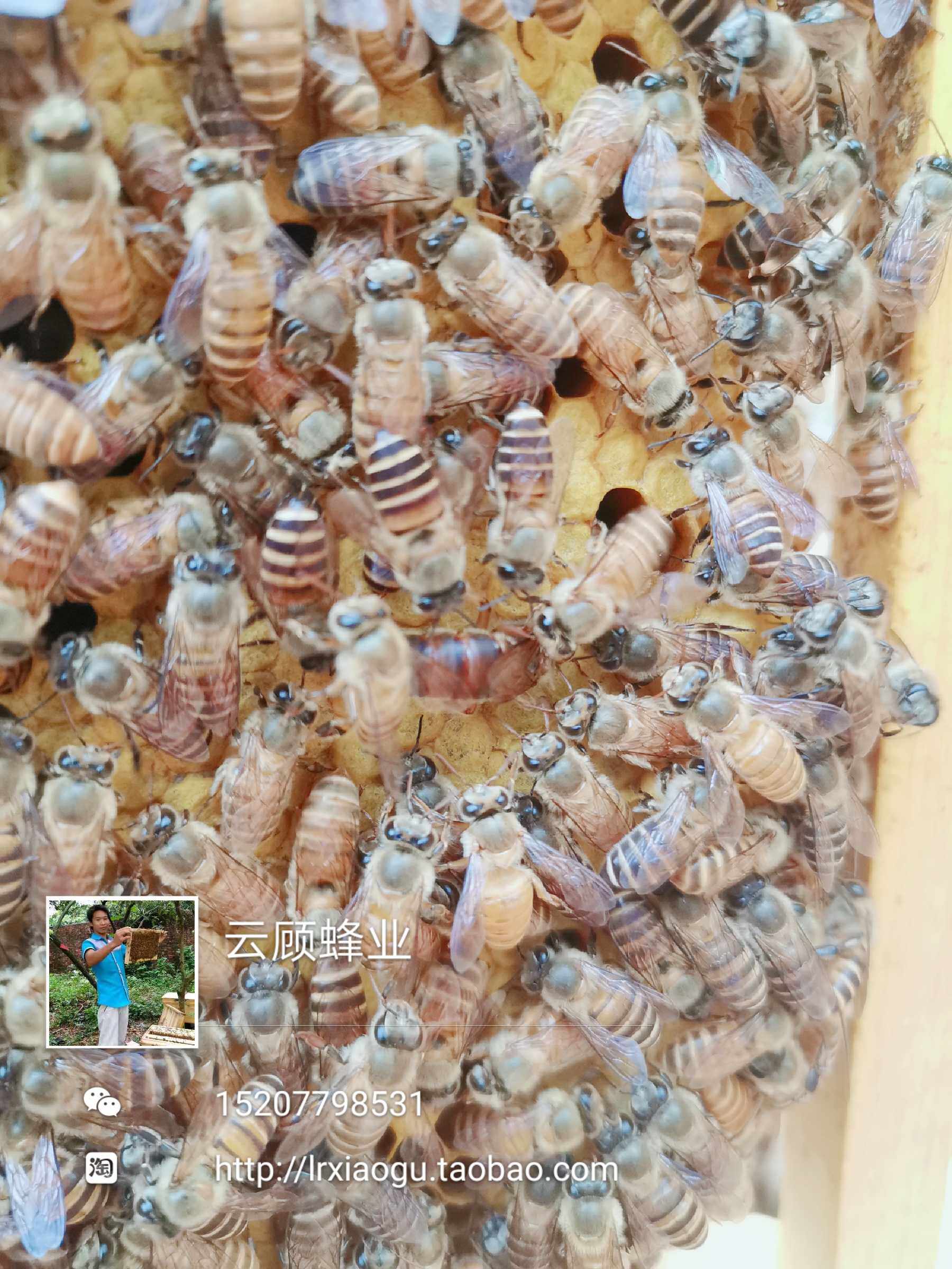 中蜂蜂王双色蜂王双色王新开产王高产蜂王杂交王云顾蜂业