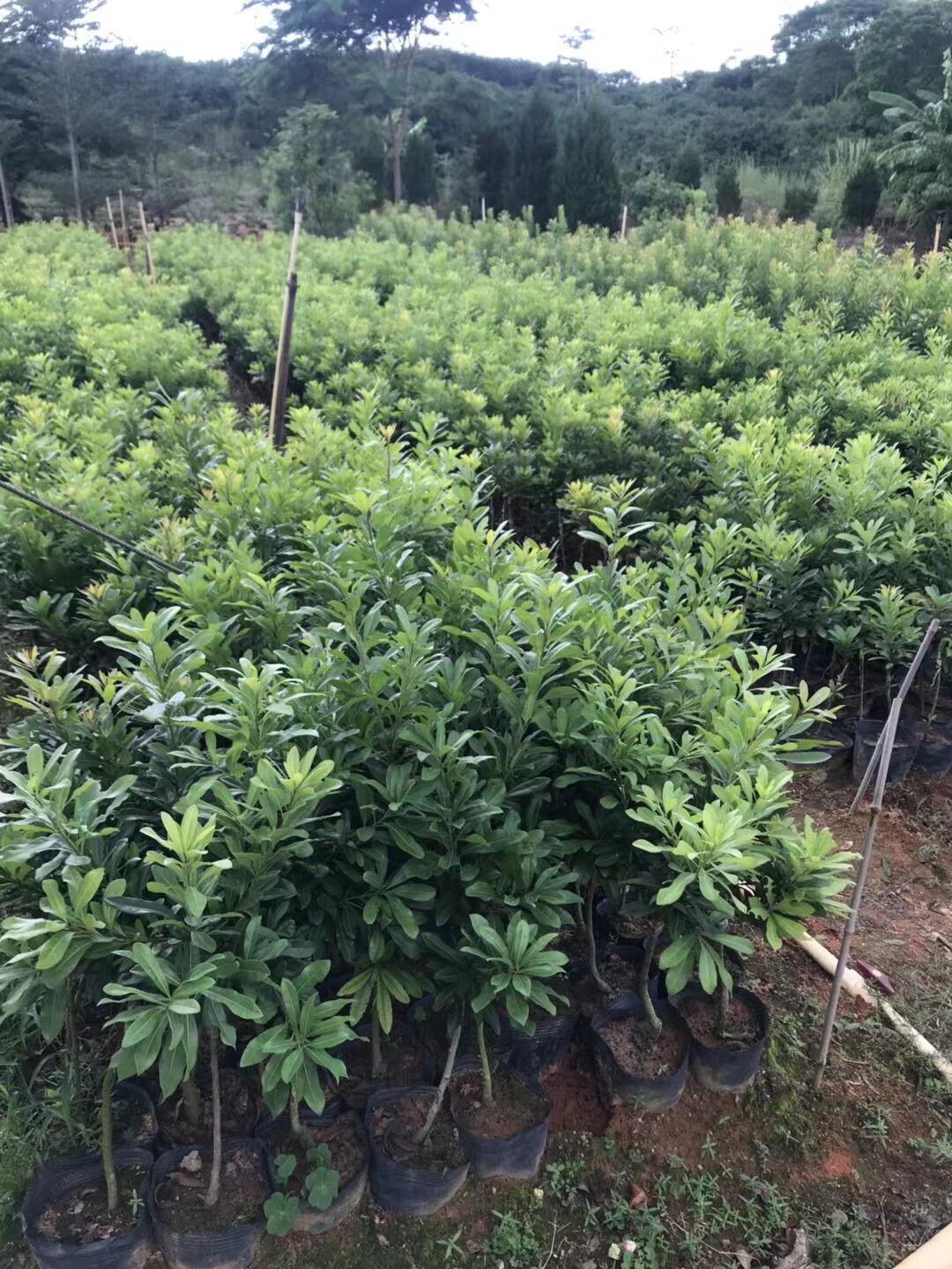 杨梅东魁果树树苗正品保证带土带叶广东发货果树