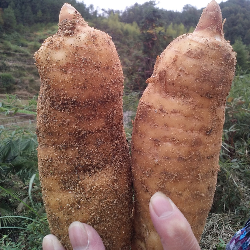 新品小天麻云南昭通野生天麻煲汤食材天麻片500g包邮非贵州天麻