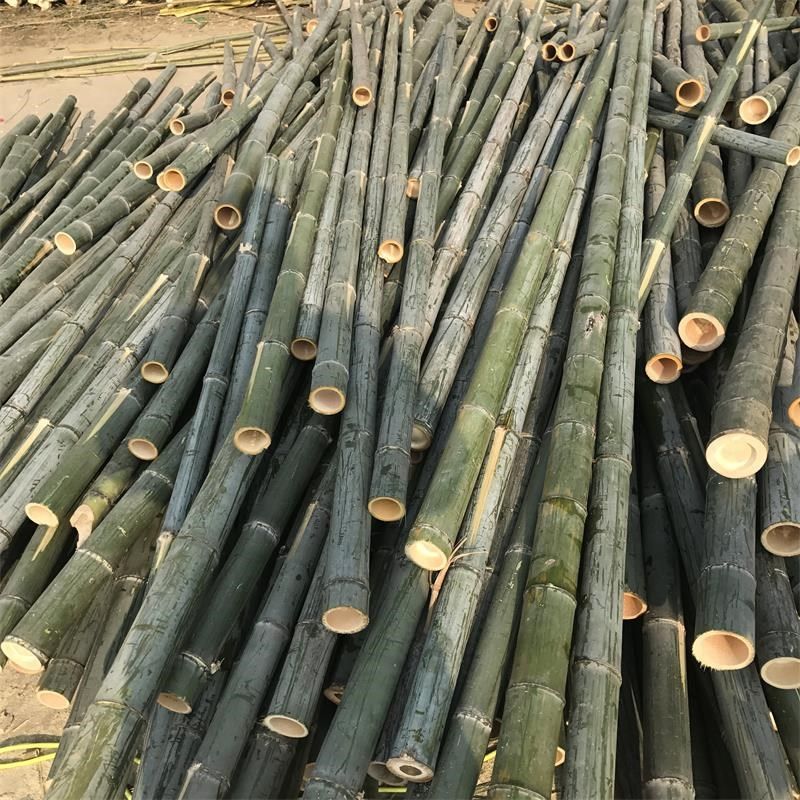 出售粗竹竿 粗竹筒 长竹筒 毛竹竹子直径1--15厘米竹竿规格齐全