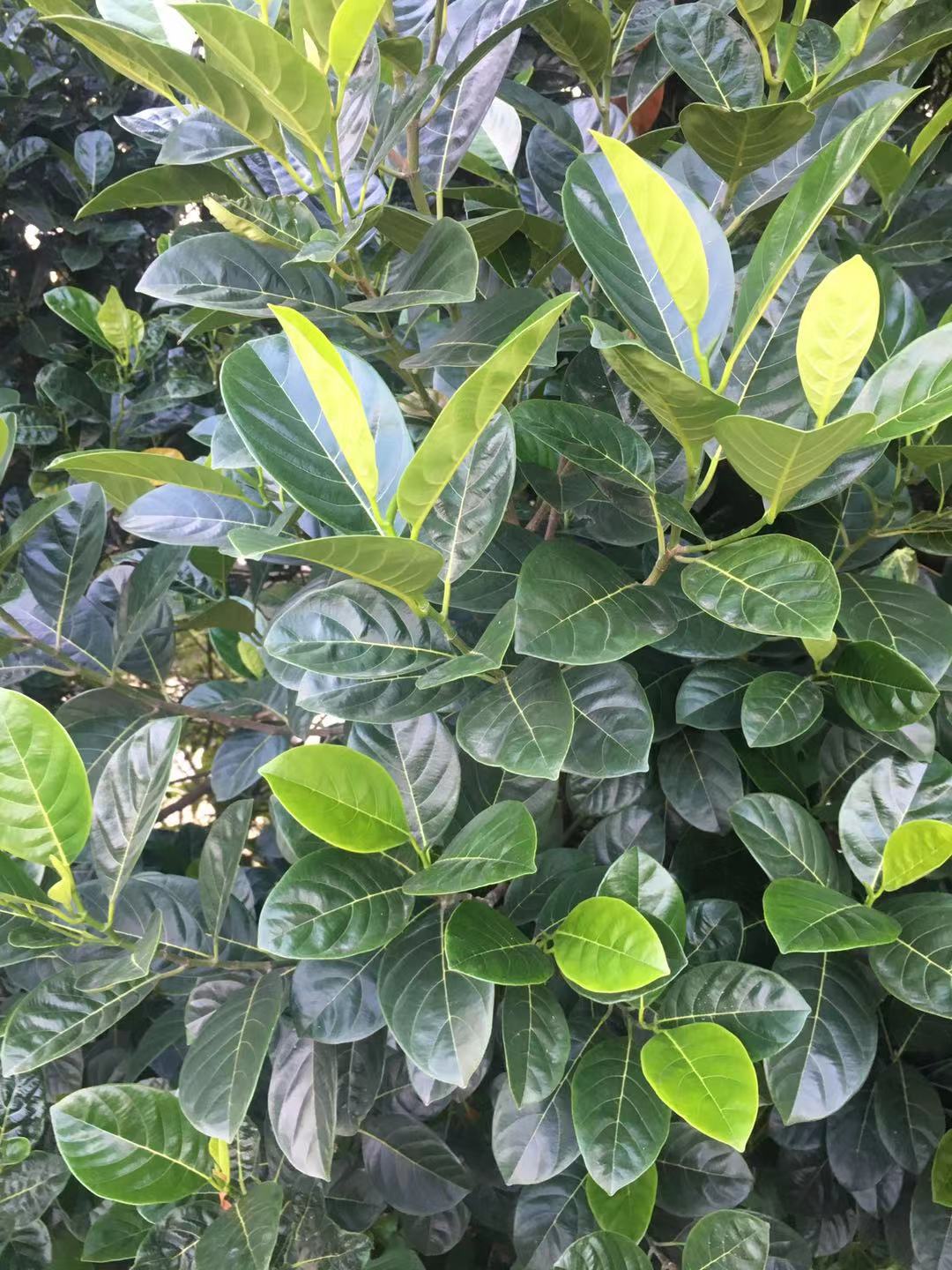 菠萝蜜树叶叶子树叶片现摘新鲜叶子过节喜庆糍粑其他药食同源食品