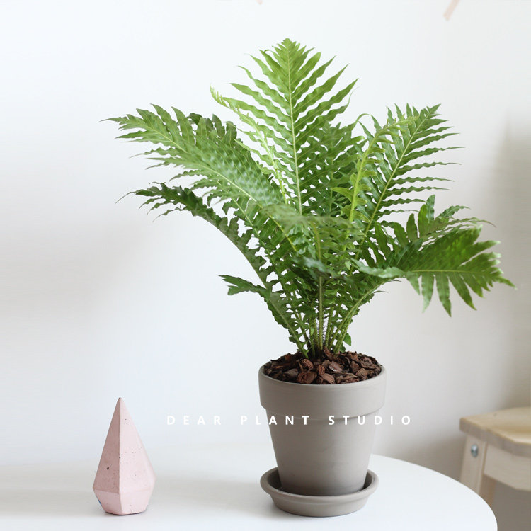dearplant幸福富贵蕨类ins网红耐阴植物浴室盆栽绿植
