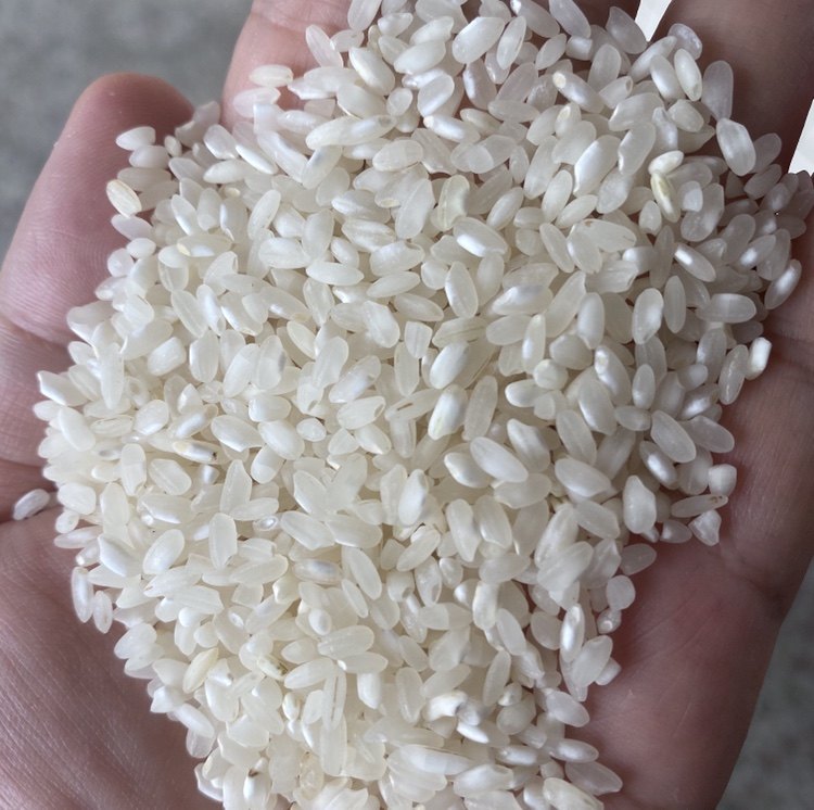 广东肠粉专用珍桂矮米阳春大米河粉虾米豆腐大米