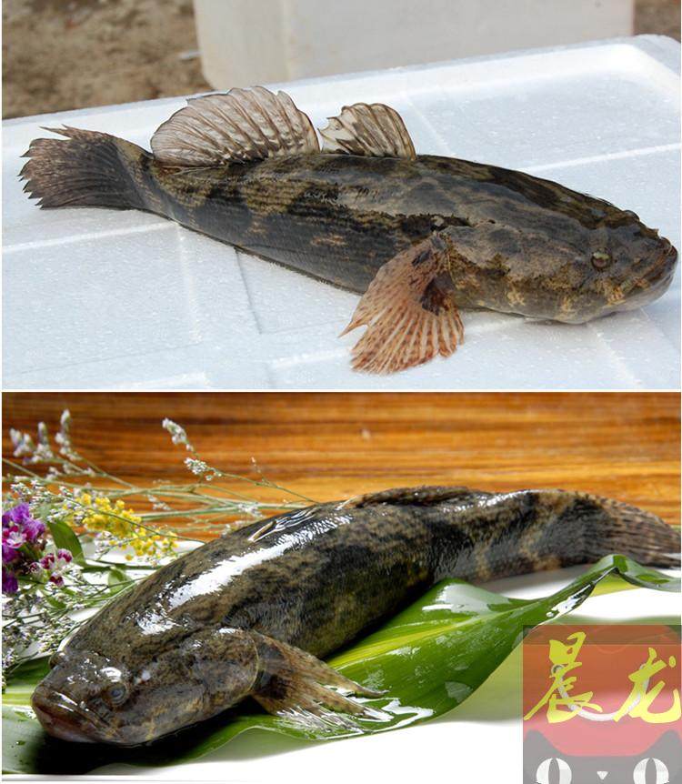 虎头腌制笋壳1斤以上鱼呆子鱼沙塘鳢土步鱼开其它