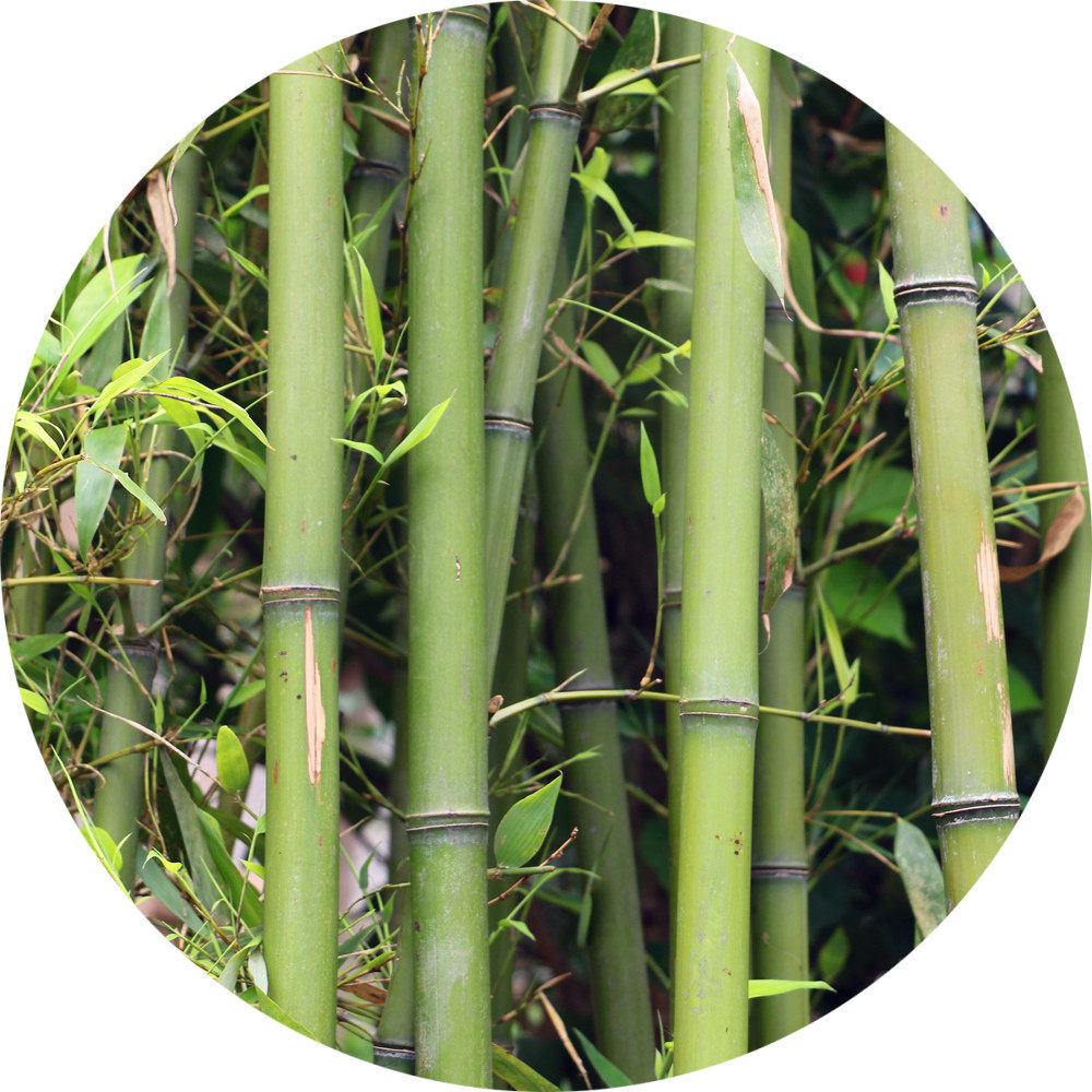 耐寒竹子庭院高档别墅风水水竹罗汉青竹紫竹观叶