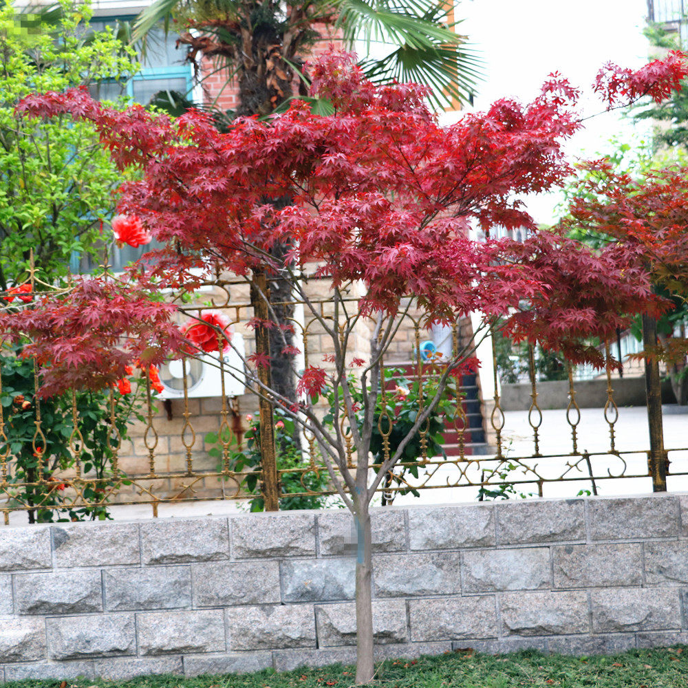红枫日本树苗嫁接庭院高档彩色植物枫树苗包大型绿植