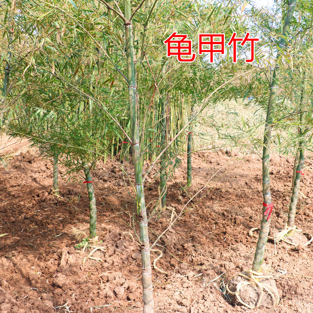 观赏龟甲竹竹子苗精品佛肚竹盆景罗汉竹盆栽庭院种植四季长青耐寒