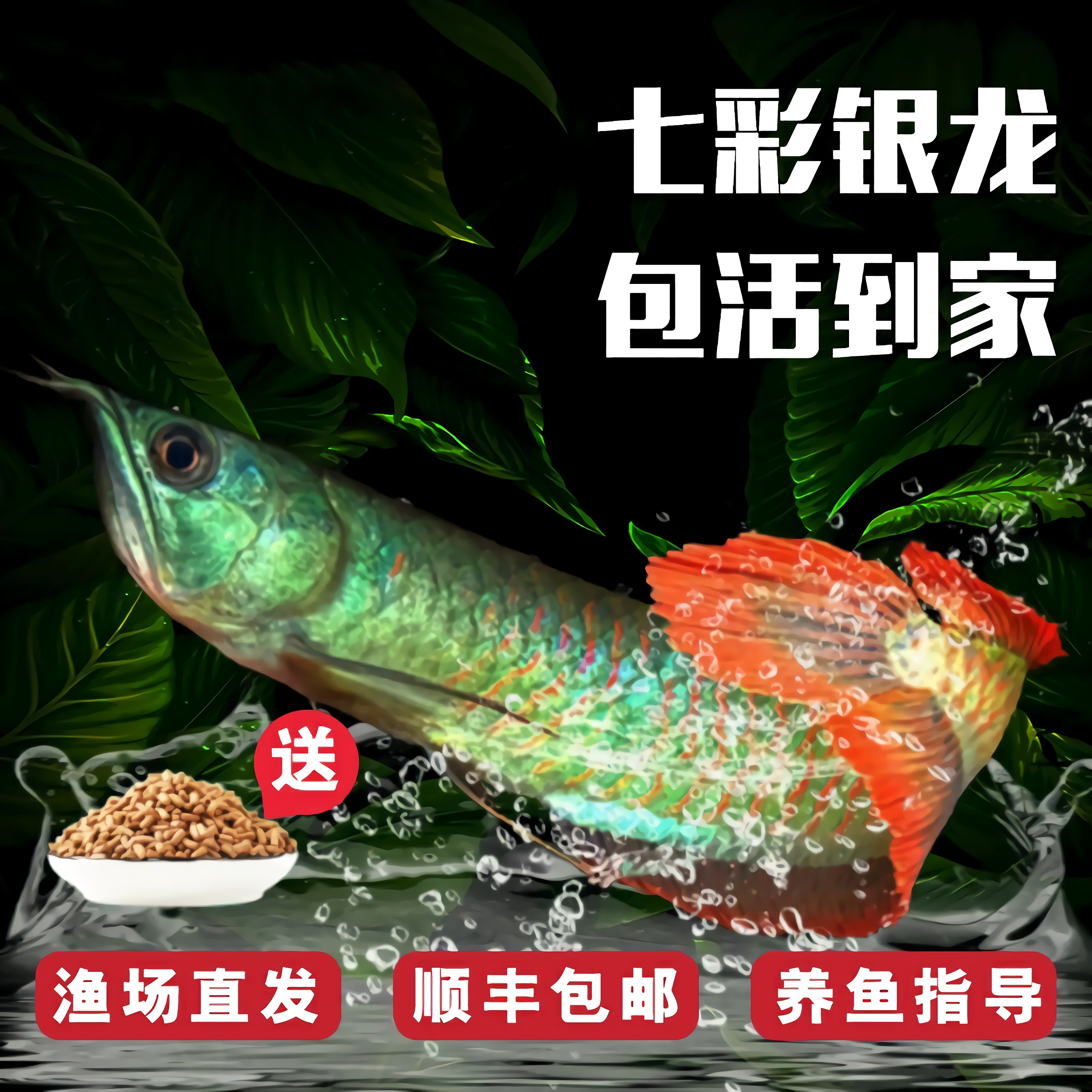 龙鱼鱼苗观赏鱼黄化红眼银龙活体七彩七彩龙招财其它水族宠物