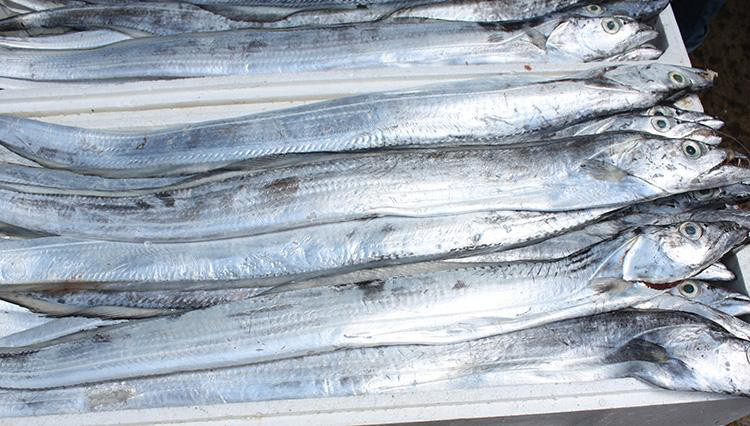 6-8两黄海小眼带鱼4.5斤包邮新鲜冷冻海鲜水产带鱼