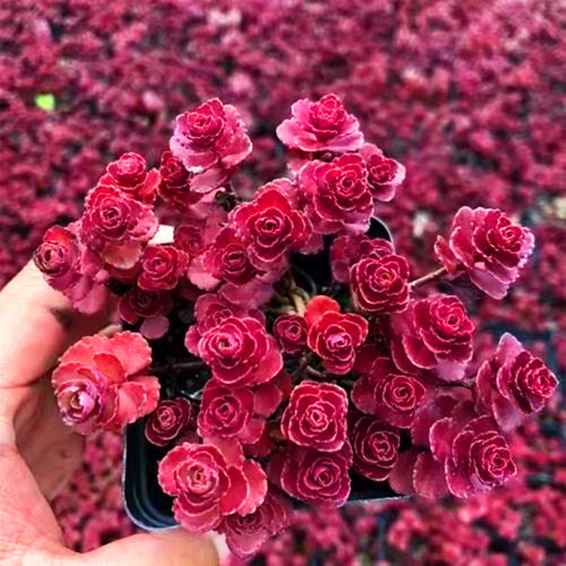 小球组合室内绿植花卉好花盆栽植物玫瑰多肉多肉植物