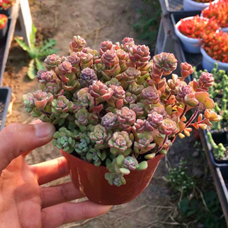 满额包邮多肉植物春之奇迹稀有盆栽精品肉肉奇趣绿植办公室防辐射