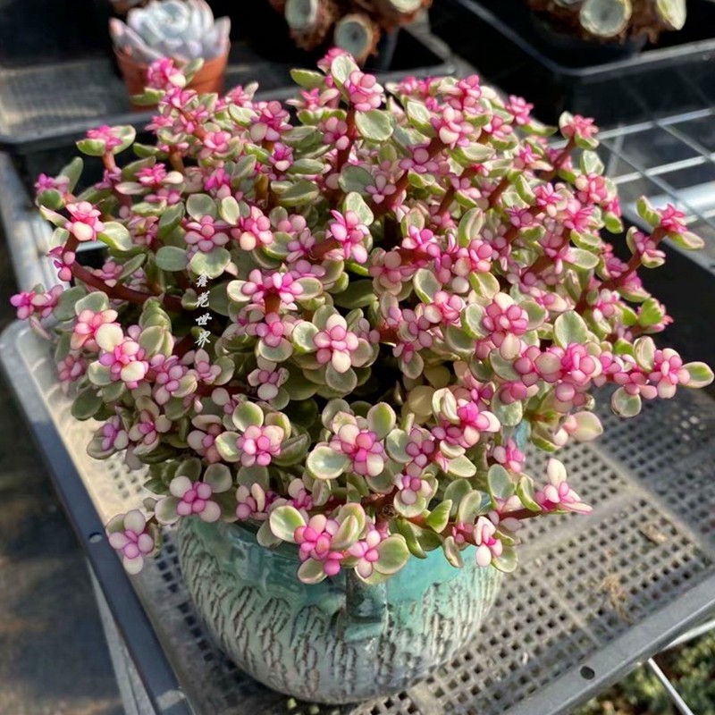 多肉植物雅乐乐之舞老桩超大粉色稀有绿植盆栽多肉植物