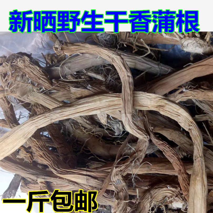 野生中药材晒干香蒲根蒲黄根蒲草草根蜡烛香蒲全根其他药食同源食品