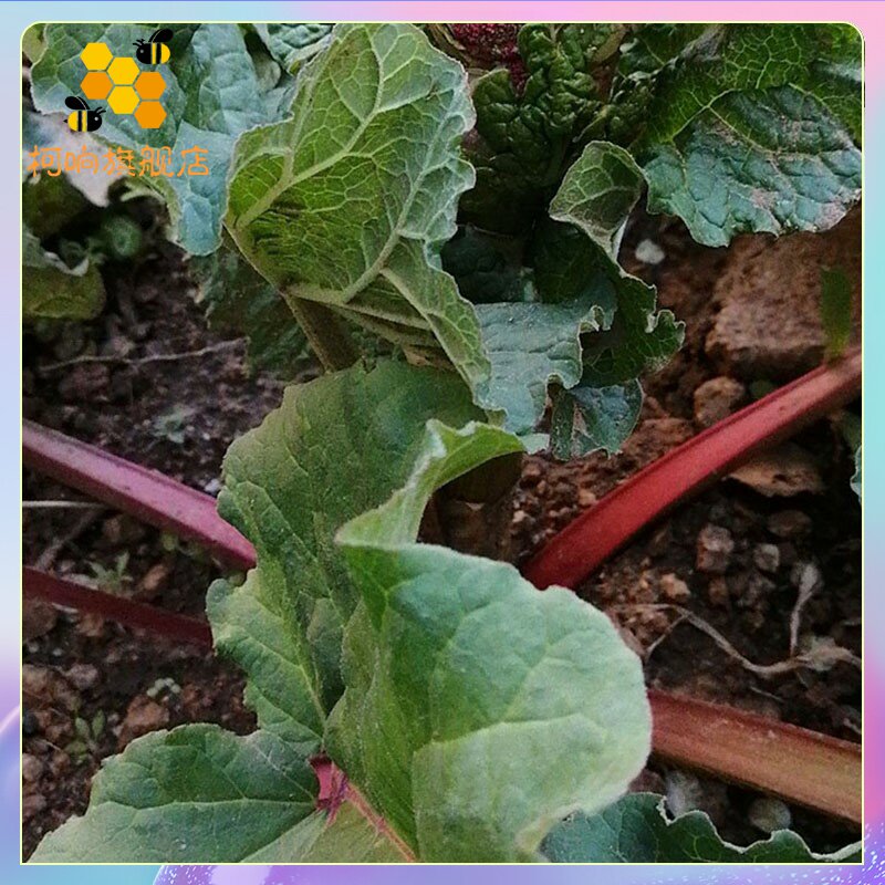 大黄承德塞罕坝红梗罐头围场带黄野菜食用糕点鱼糕