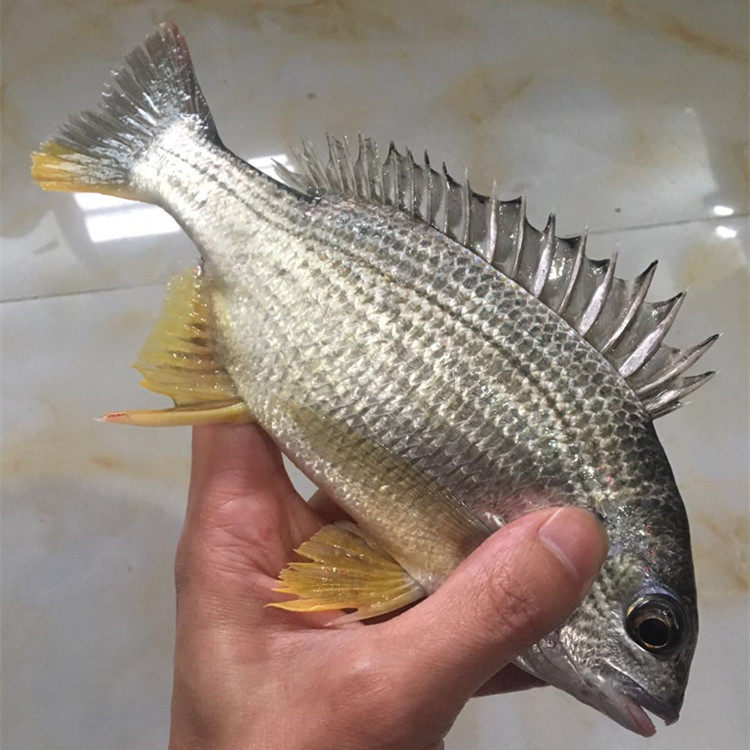 黄脚立黄翅鱼1斤3条黄鲷鱼新鲜活鱼宰杀冷冻黄立鱼黄鱼