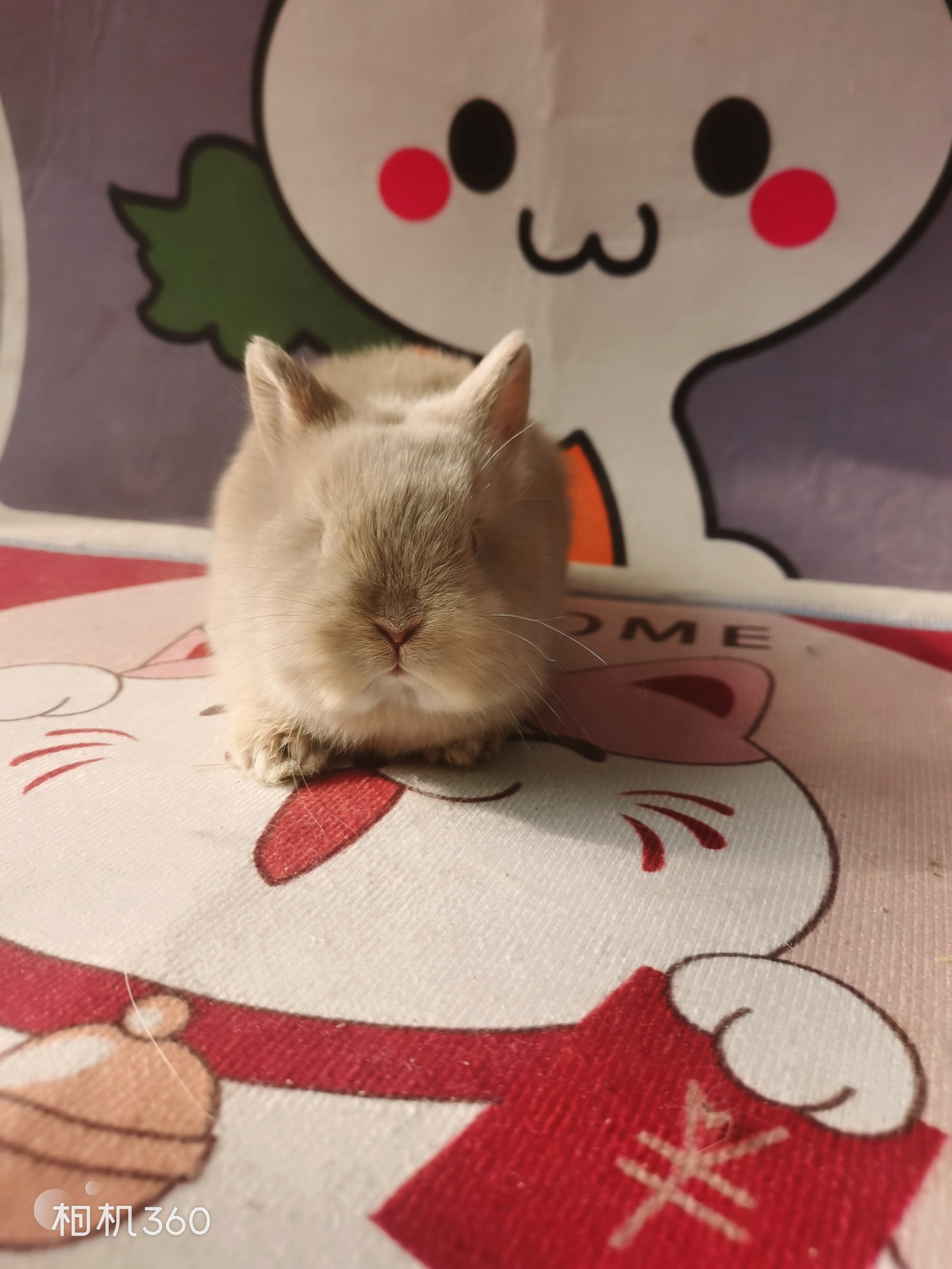 侏儒进口单血双小型血统垂耳兔猫猫活体宠物兔
