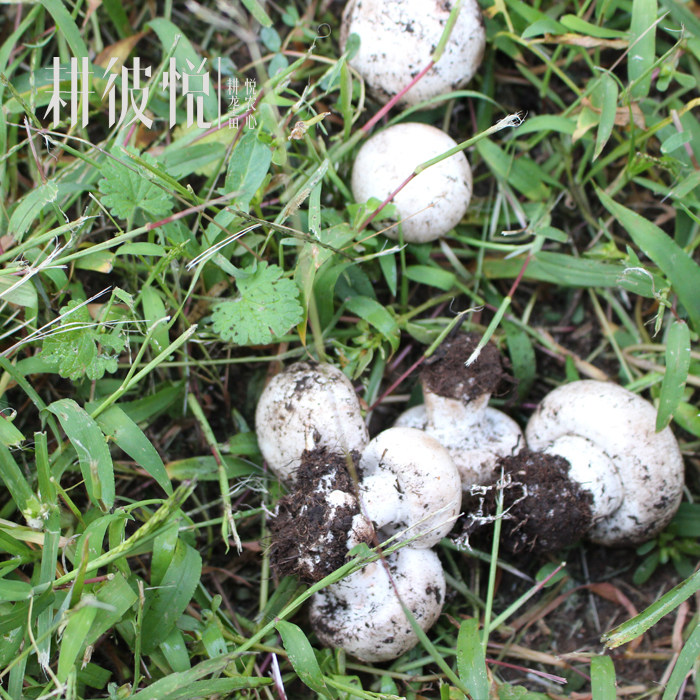 【买2袋送1袋】白口蘑张家口特产干货纯野生口蘑干内蒙古草原张北