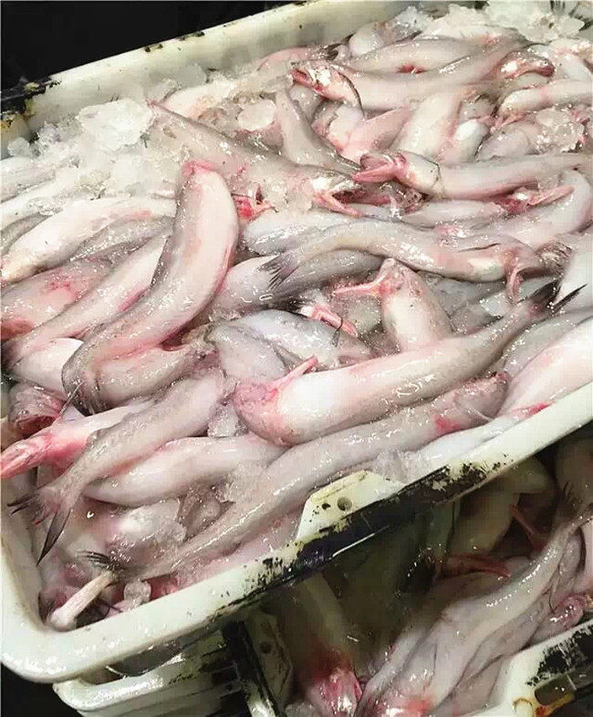 鱼干水潺龙头豆腐海鲜干货温州特产自家自晒鱼干