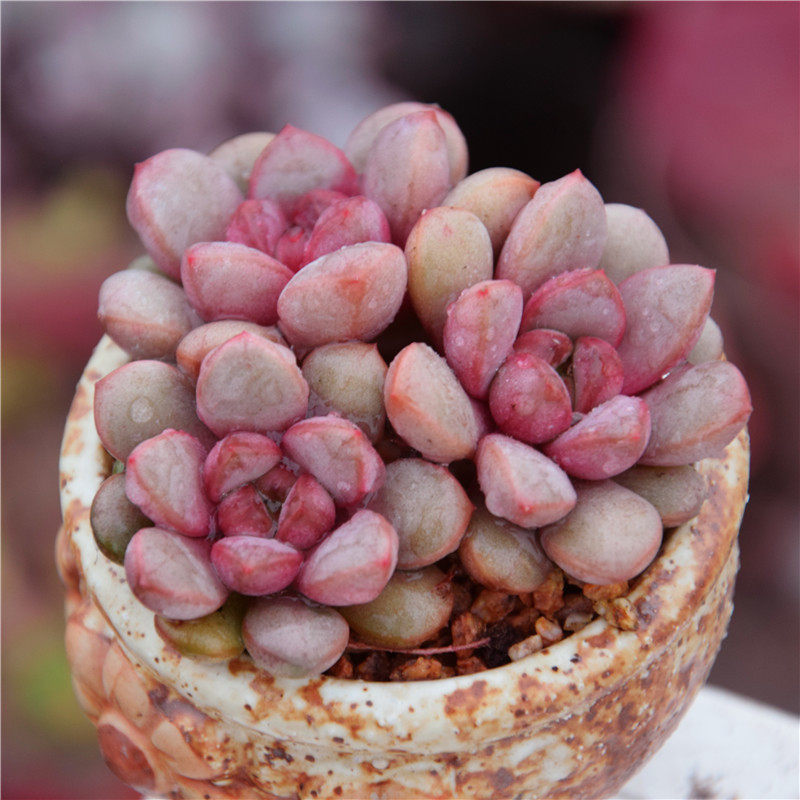 多肉葡萄植物群生老桩多头办公室创意花卉防辐射多肉植物