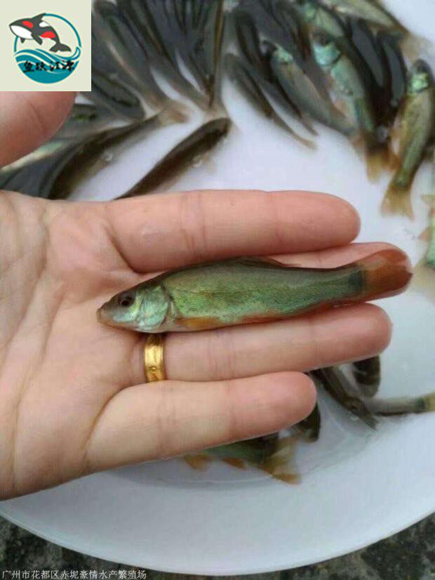 丁桂鱼苗鲑鱼鱼塘食用小苗淡水鱼养活渔场养殖鱼