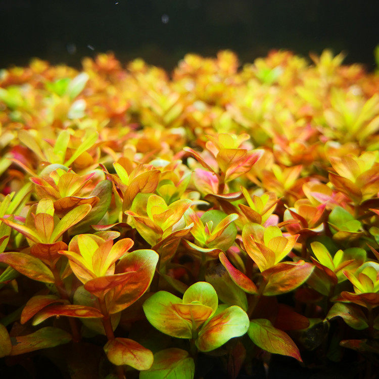 淡水小圆级坨入门荷兰叶荷兰宫廷淡水鱼黄绿水草水草