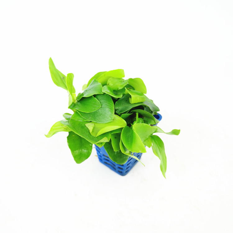 小水海派经典水族鱼缸活体水草黄金榕黄金榕水草
