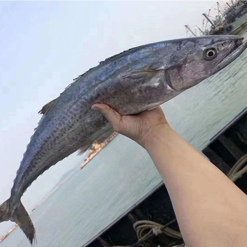 海鲜东山岛马鲛鱼新鲜冷冻野生深海海鱼鲅鱼马鲛马鲛鱼