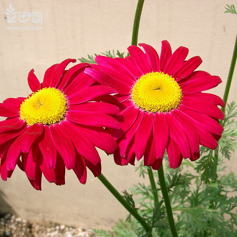 除虫菊种子驱蚊香草驱除蚊虫庭院花园阳台盆栽家庭园艺种子