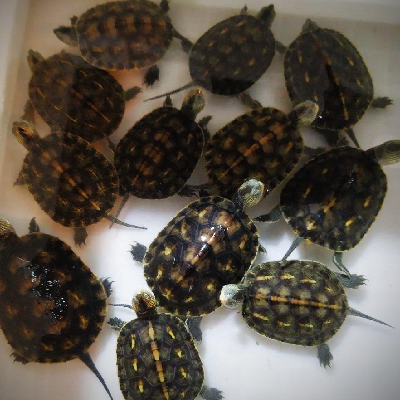 外塘珍珠宠物中华花龟台湾草龟杂交观赏龟水龟