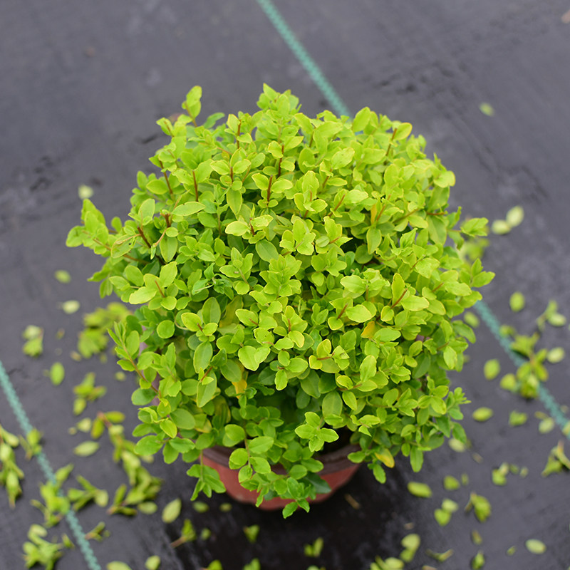 植物女贞亮晶柠檬花园庭院绿化彩色观叶长绿球类观叶