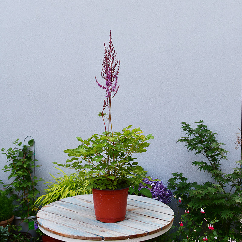 新妇进口耐阴花卉多年生宿根庭院花园园花植物时令草本花卉