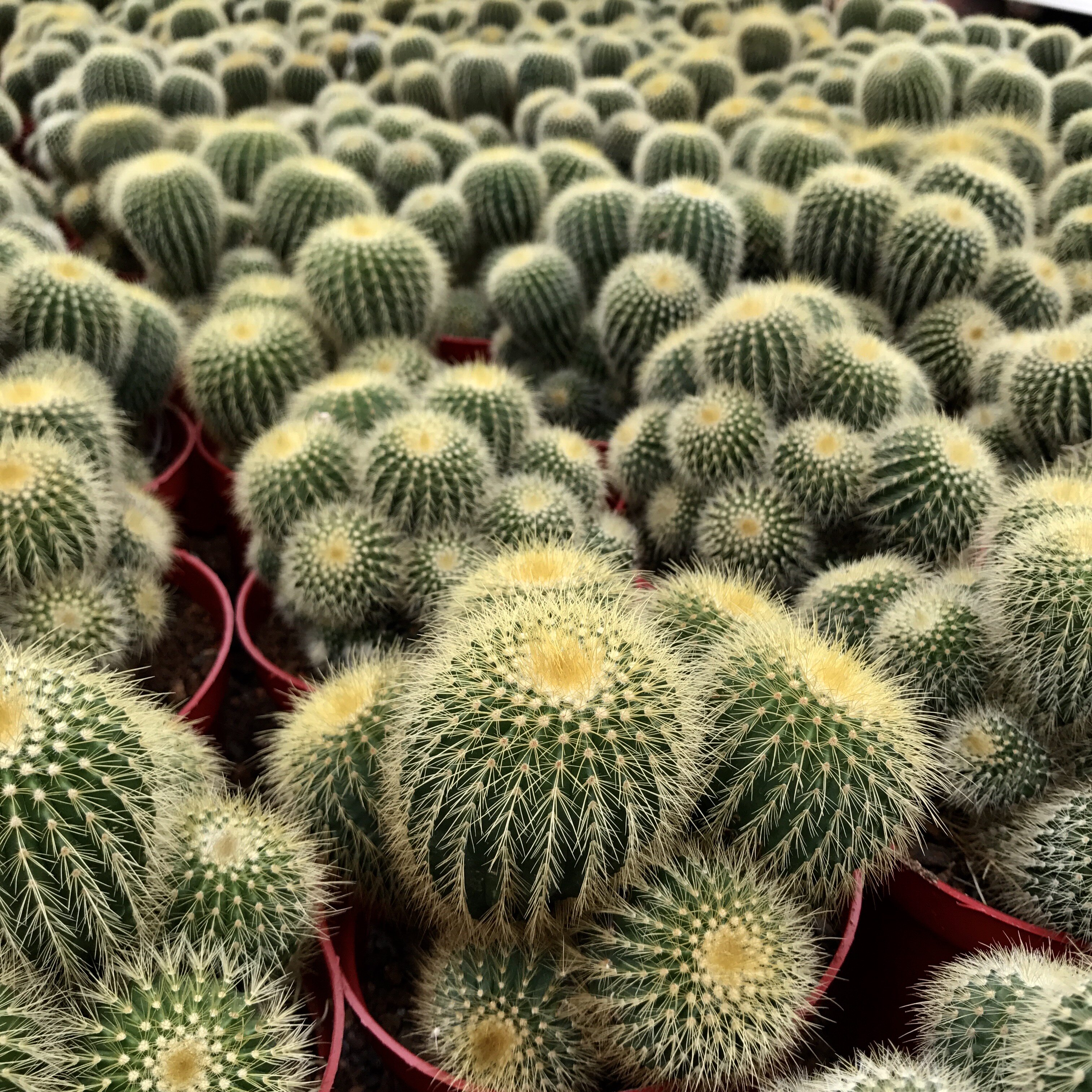 群生超大金冠金琥金丝猴开美美花仙人办公室桌面多肉植物