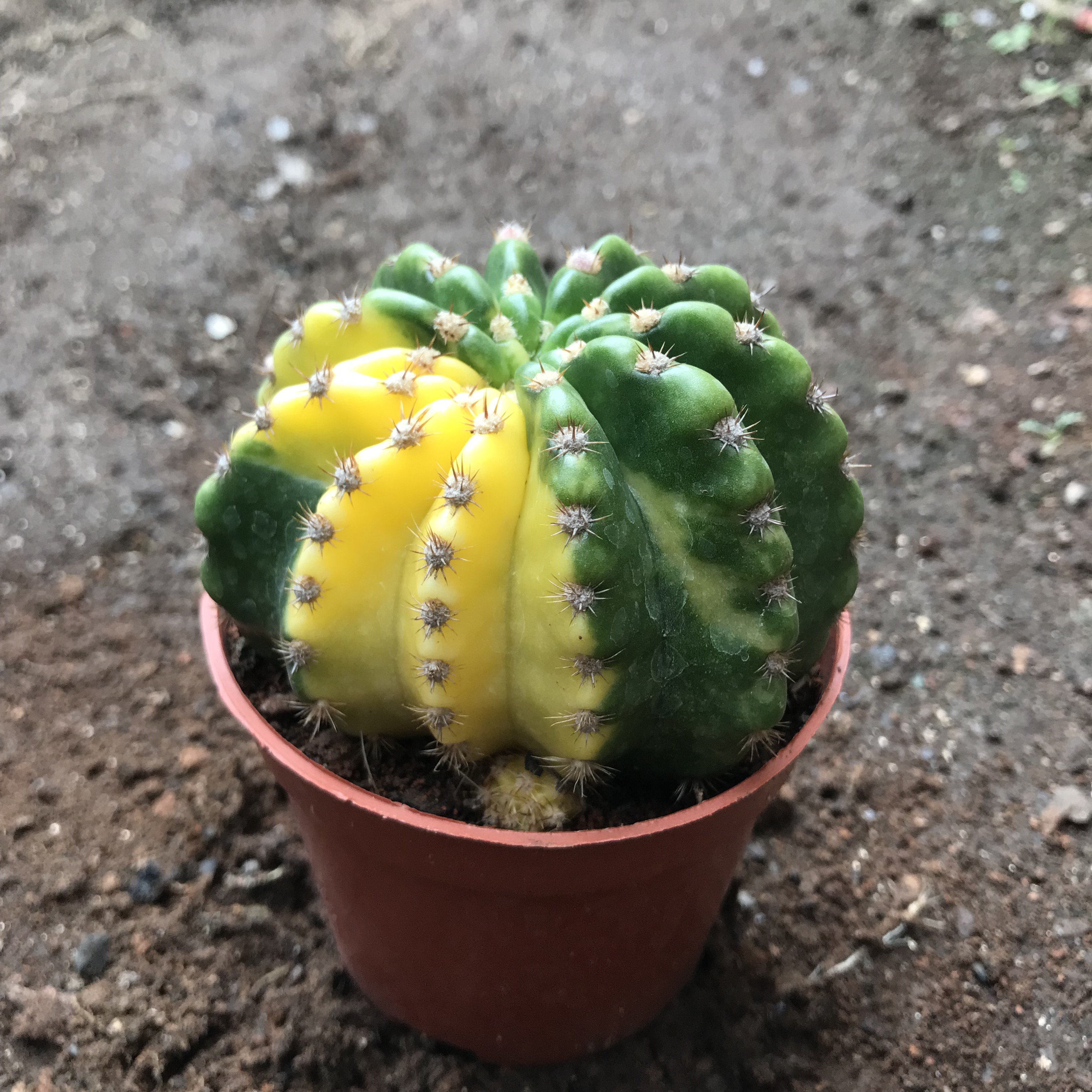 大豪丸锦侧芽自根开花仙人球多植物盆栽防辐射多肉植物