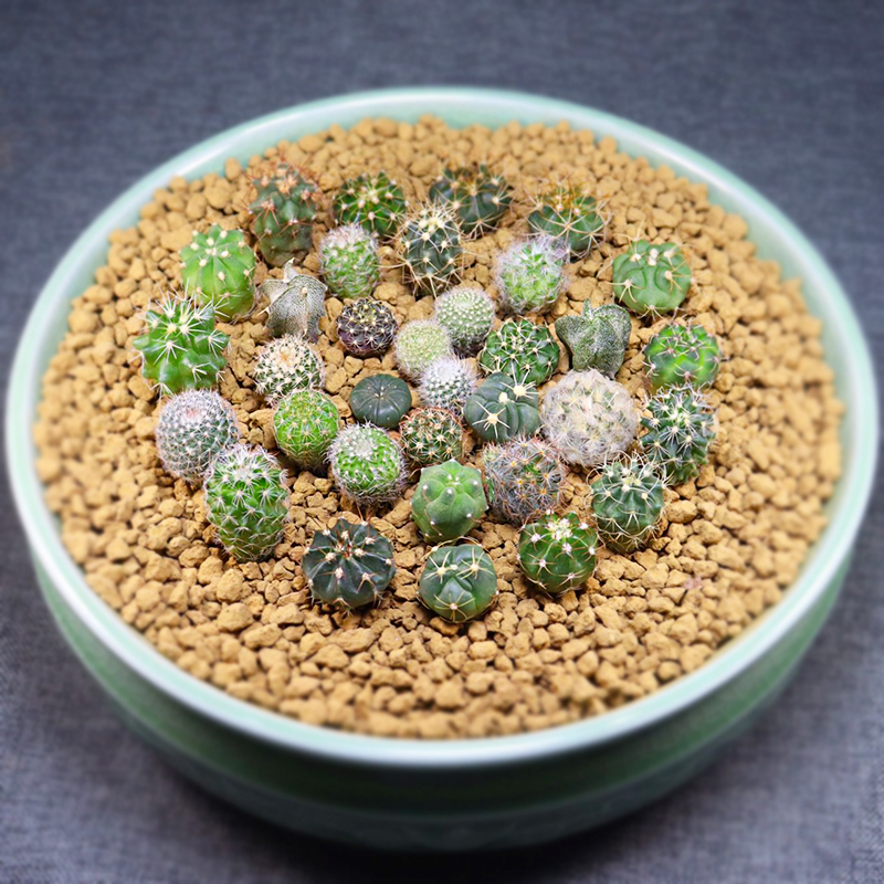 实生小苗仙人球小盆栽新手组合迷你仙人球玉翁开花绯花玉多肉植物