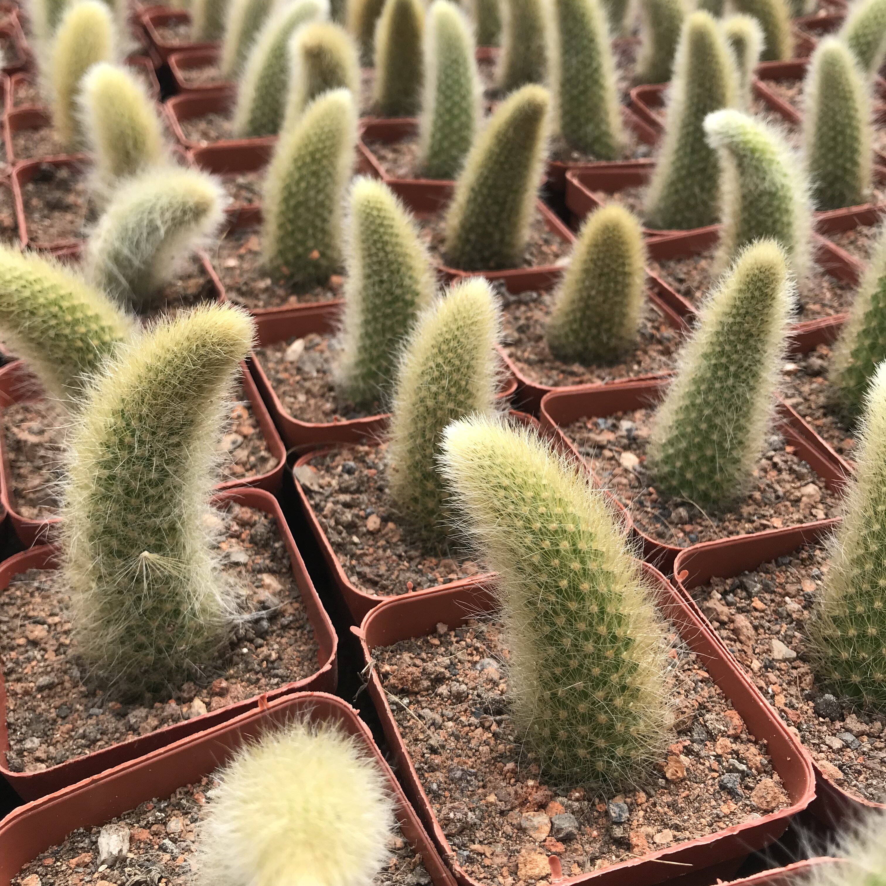 仙人猴尾九尾狐软毛花柱属垂柱猴尾巴球多植物多肉植物