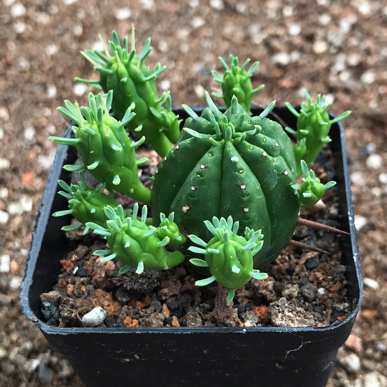 火麒麟大戟科多肉植物红彩阁开花防辐射仙人盆栽绿植多肉植物