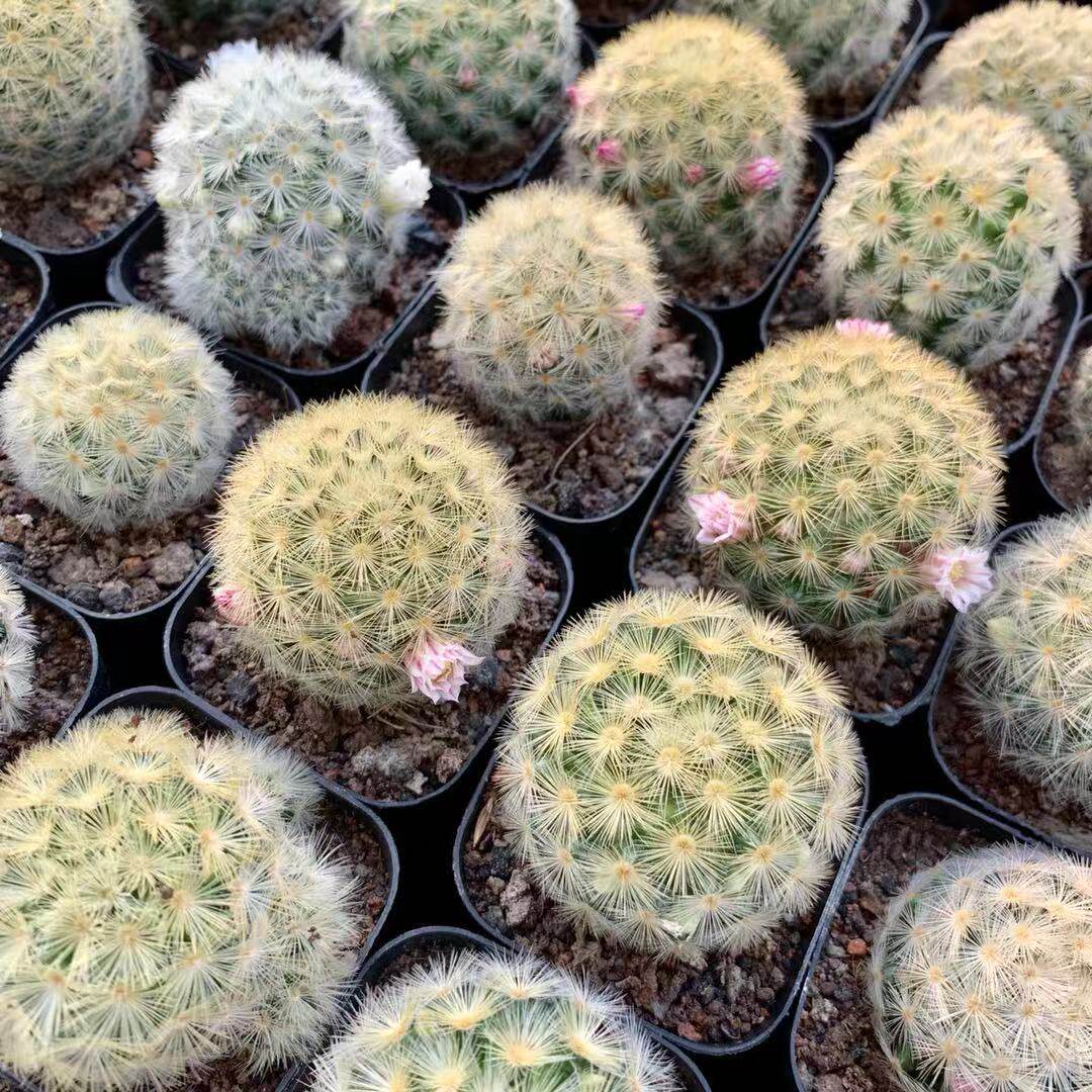 实生仙人红花嘉文软刺扎手开花乳突球属室内多肉植物