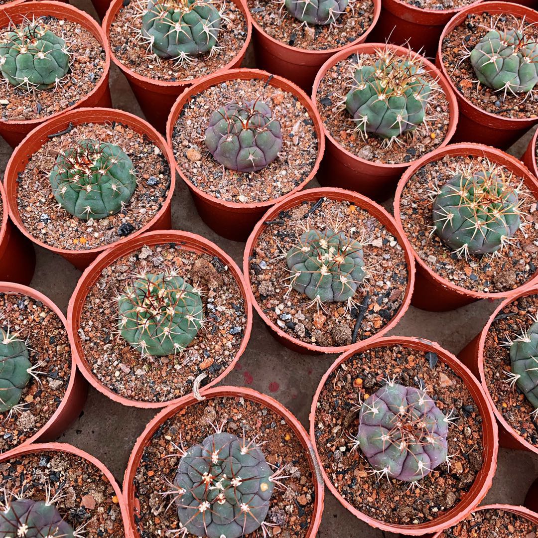 紫玉实生仙人球裸球属稀有紫色球体开花强粗多肉植物