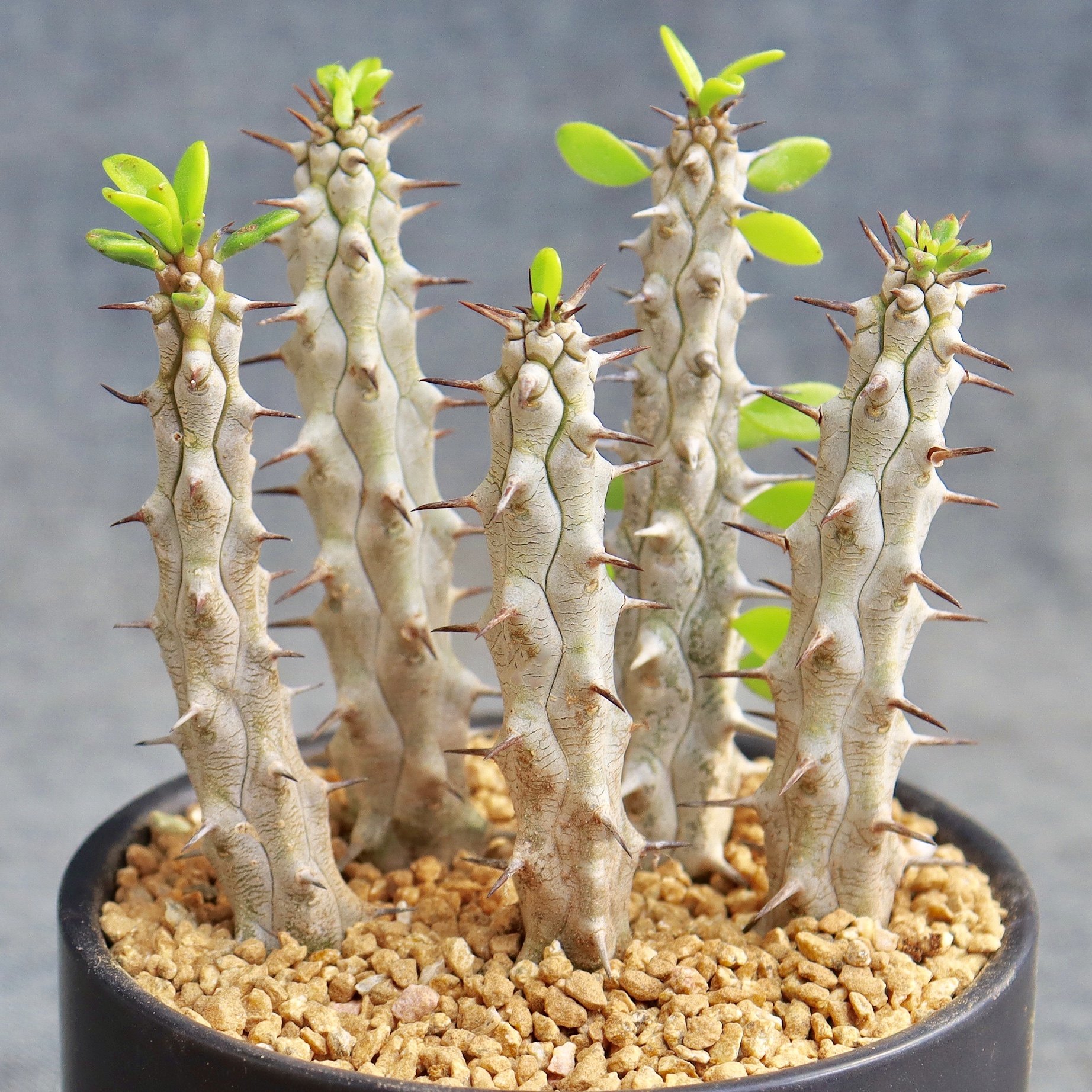 亚龙木龙龙树仙人掌地狱魔针稀有带刺包邮仙人多肉植物