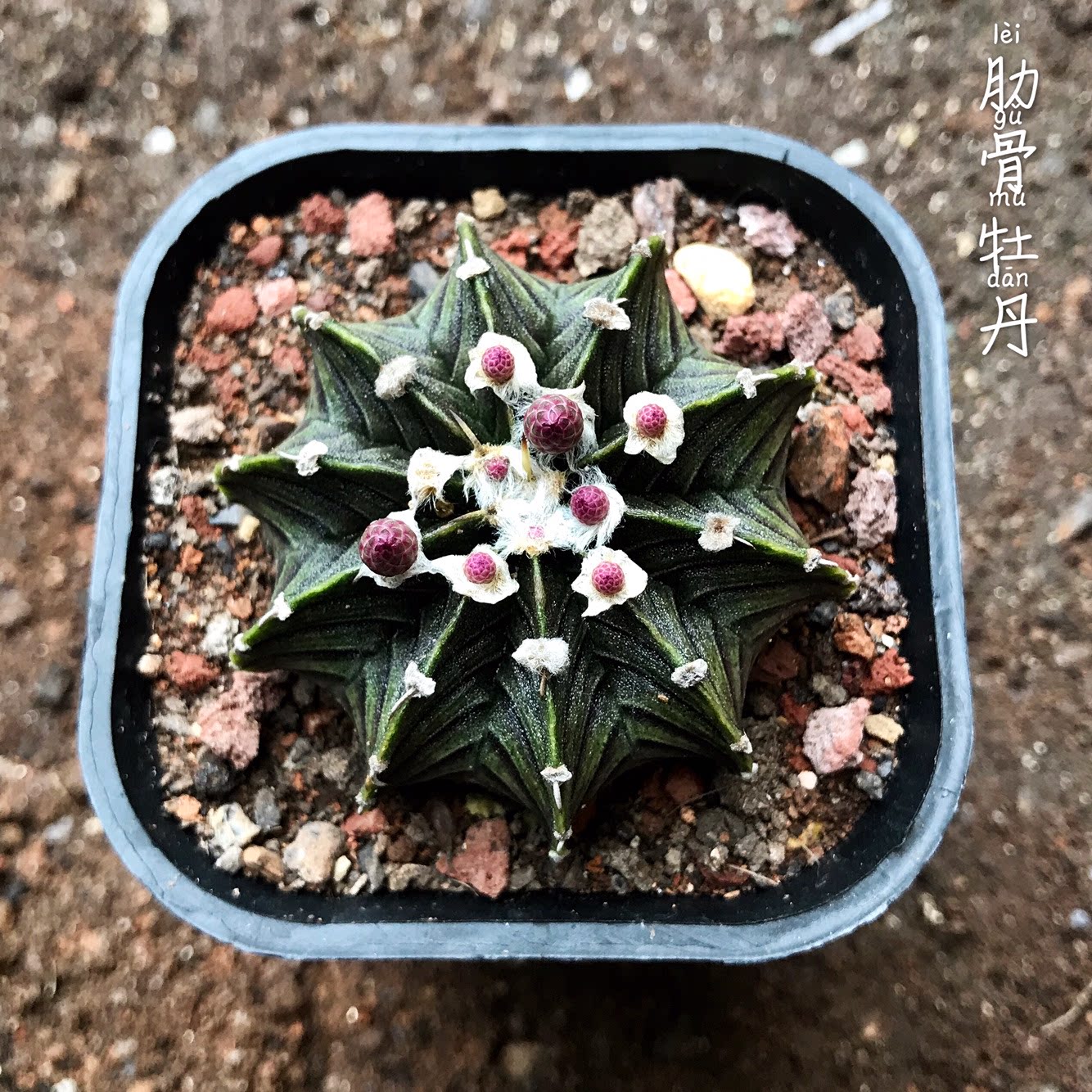 实生肋骨牡丹仙人稀有泰系输入沙生裸萼球属多肉植物