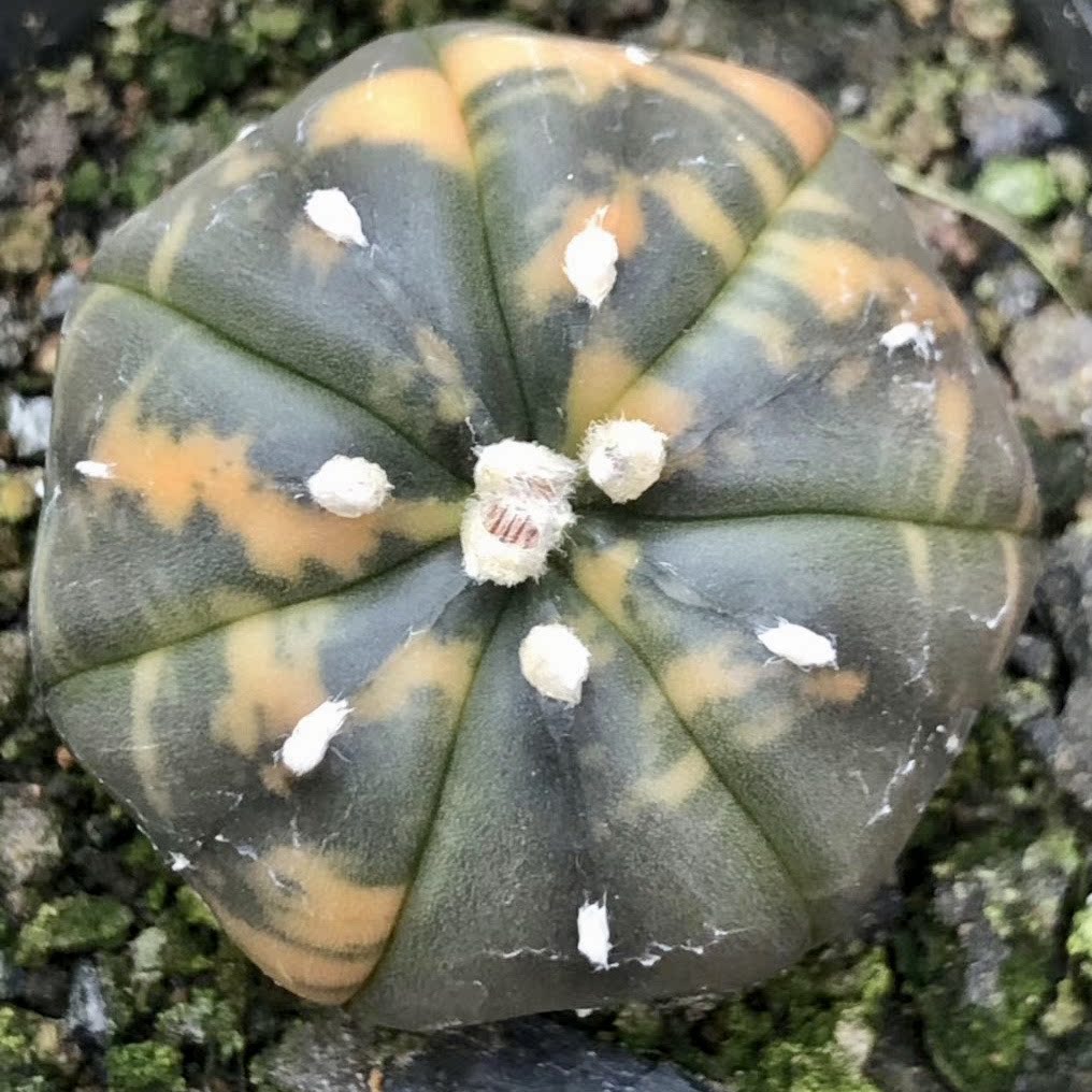 兜锦鸾凤玉锦实生彩色星兜锦星星球仙人球多多肉植物