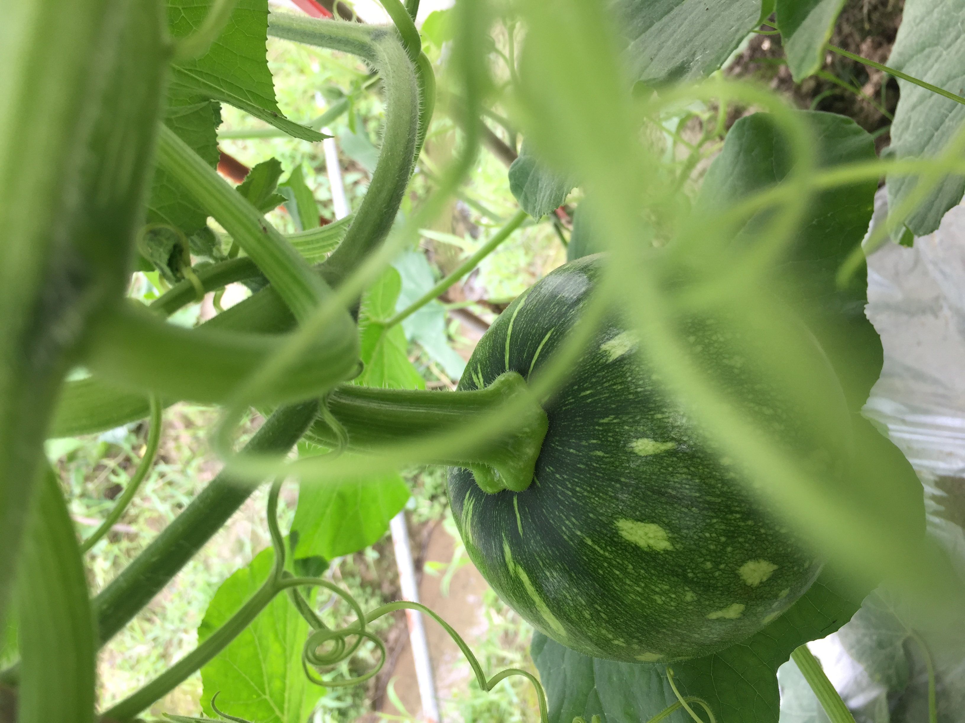 新鲜现摘现发湖南武冈特产蔬菜绿皮小南瓜南瓜南瓜