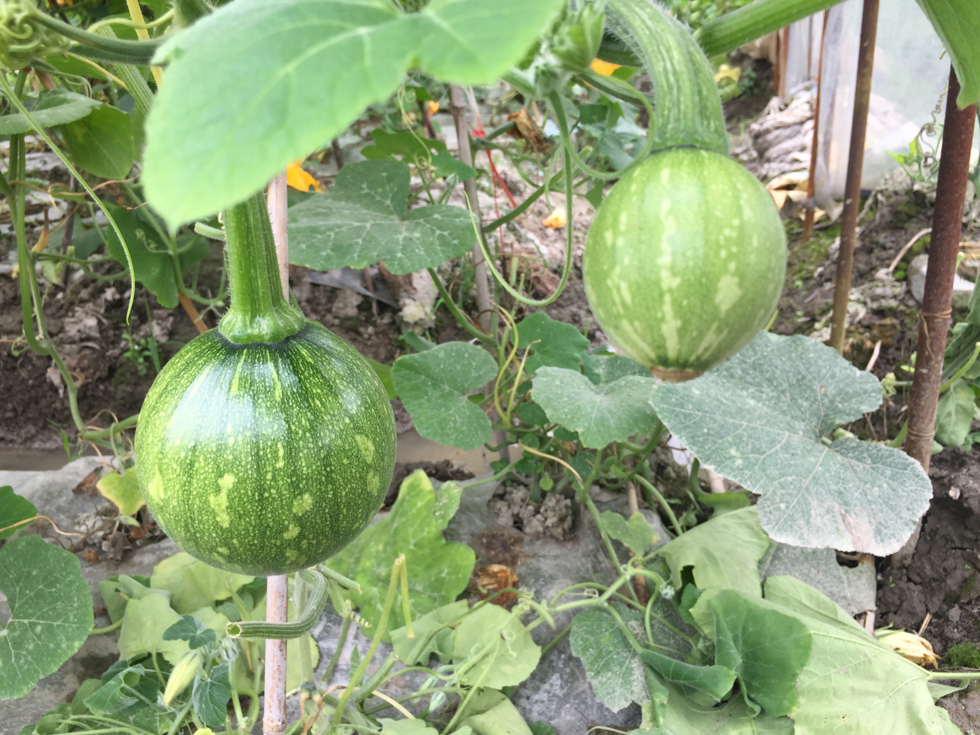 新鲜现摘现发湖南武冈特产蔬菜绿皮小南瓜南瓜南瓜