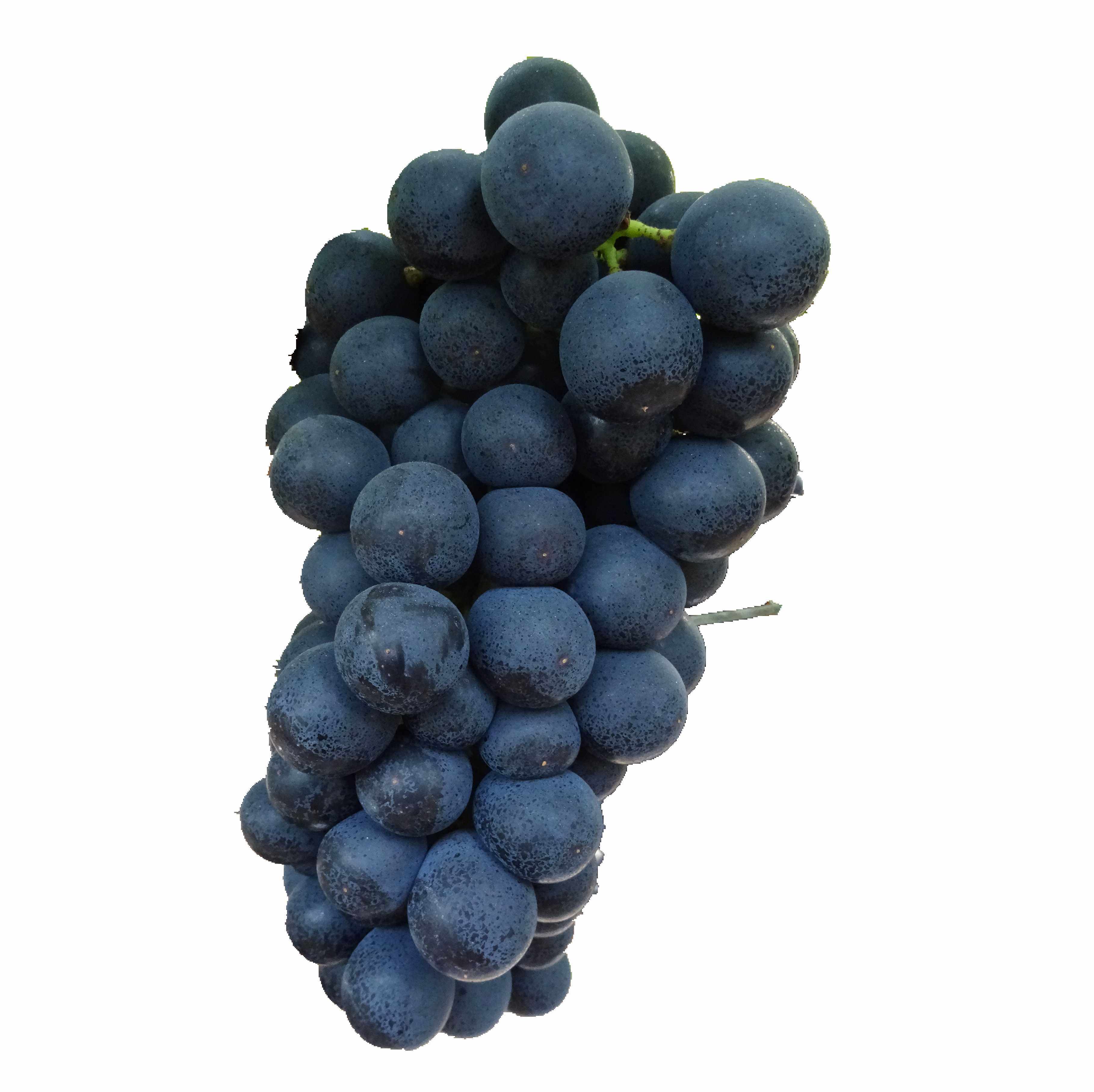 包邮顺丰云南蒙自黑葡萄无籽新鲜孕妇水果净重葡萄