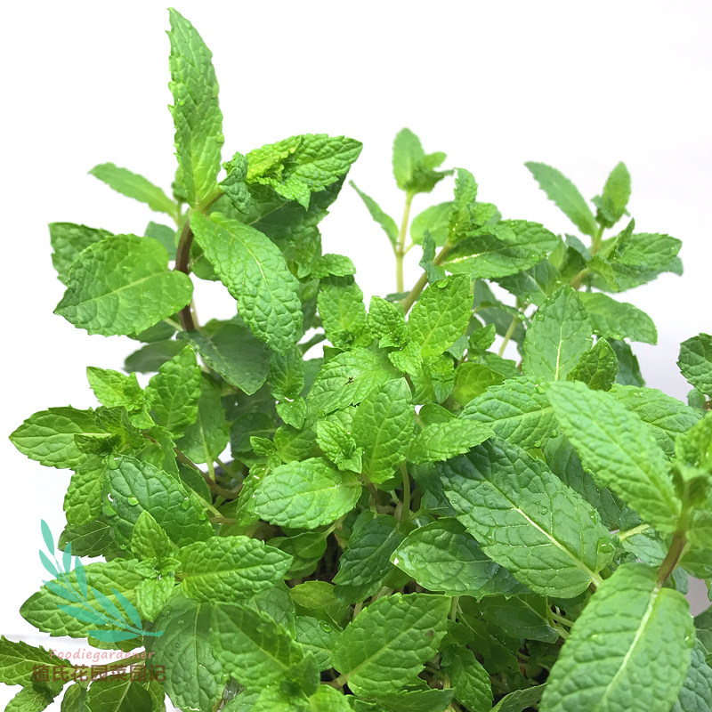 摩洛哥薄荷传统清凉夏日饮品鸡尾酒香草植物容易绿植
