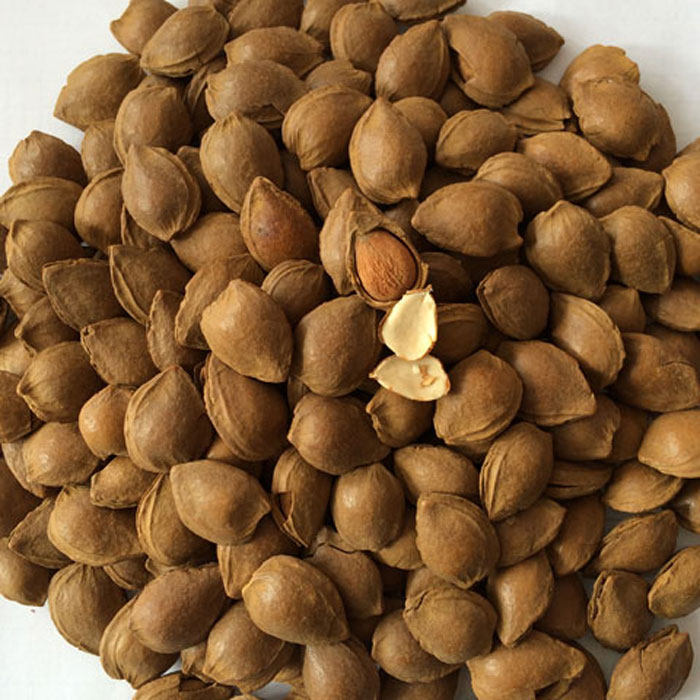 杏核杏仁原味开口地方特产网红零食坚果手剥薄壳小银杏