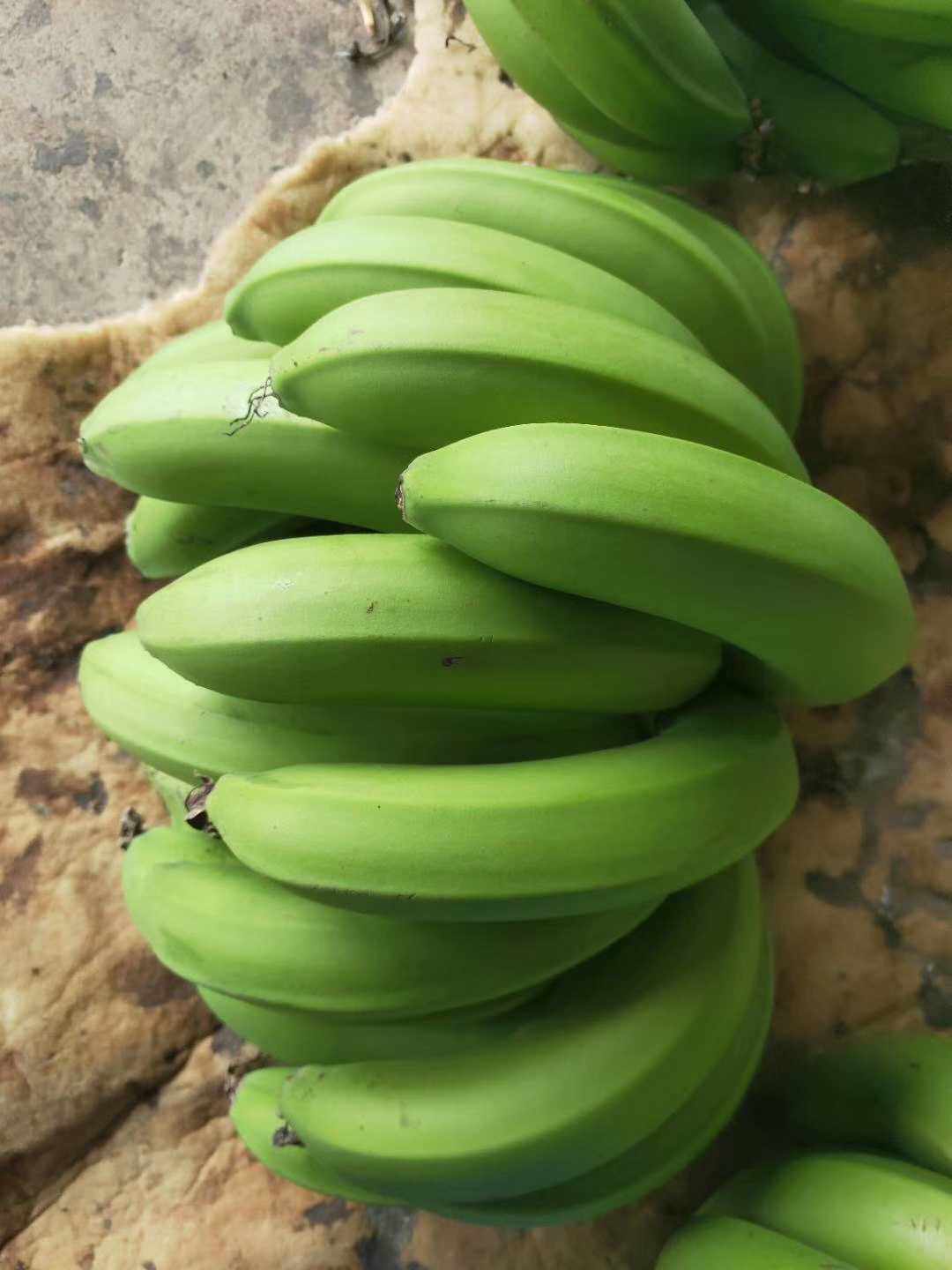 现割不泡儿童孕妇香甜熟软自然药水青皮天宝香蕉