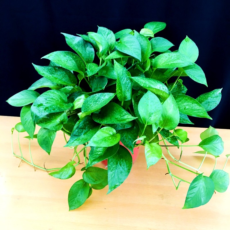 绿航绿萝室内净化空气新房甲醛小盆盆栽办公桌绿植绿植