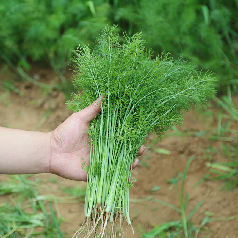 密云农家当日自种现拔茴香拌馅鲜嫩味儿孕妇其它